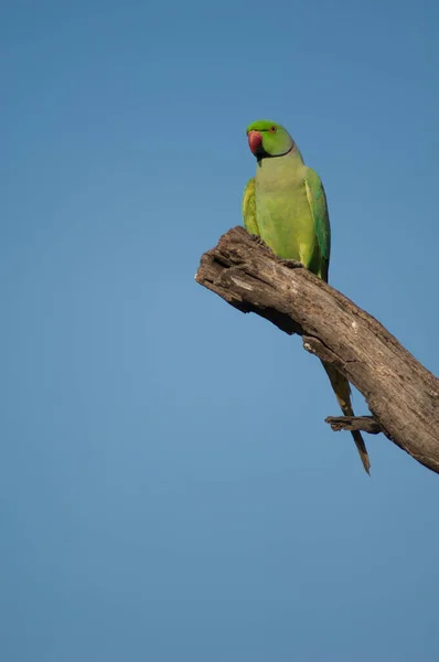 Erkek gül halkalı papağan Psittacula krameri ağaçta. — Stok fotoğraf