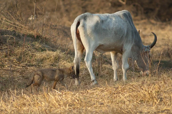 Zebu Bos primigenius indicus pasące się i złoty szakal Canis aureus indicus. — Zdjęcie stockowe