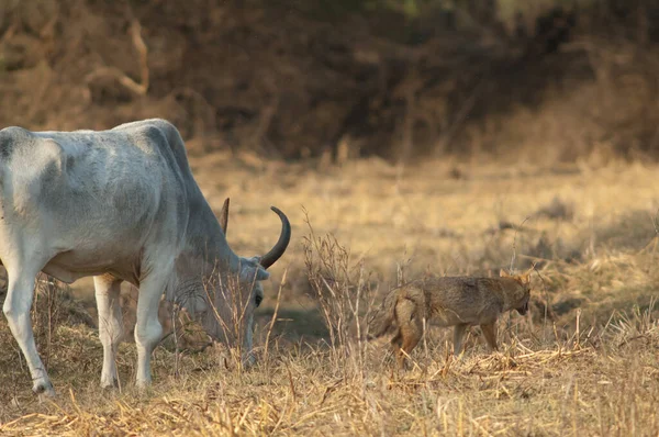 Zebu Bos primigenius indicus pasące się i złoty szakal Canis aureus indicus. — Zdjęcie stockowe