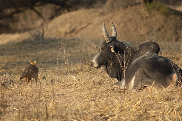 Zebu Bos primigenius indicus descansando y chacal dorado Canis aureus indicus. —  Fotos de Stock