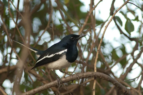 Erkek doğulu magpie-robin Copsychus saularis bir dalda.