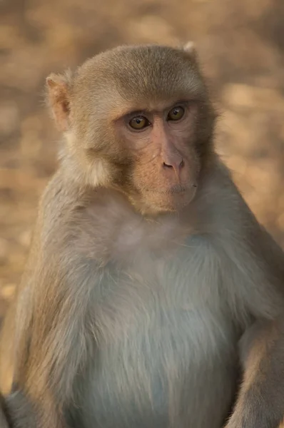 Rhesus macaque Macaca mulatta in Nationaal Park Keoladeo Ghana. — Stockfoto
