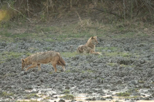 Chacales de oro en el Parque Nacional Keoladeo Ghana. —  Fotos de Stock