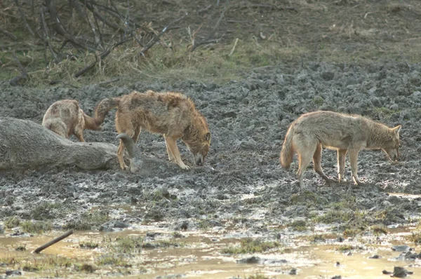 Chacales dorados alimentándose de un cuerpo de zebus. —  Fotos de Stock