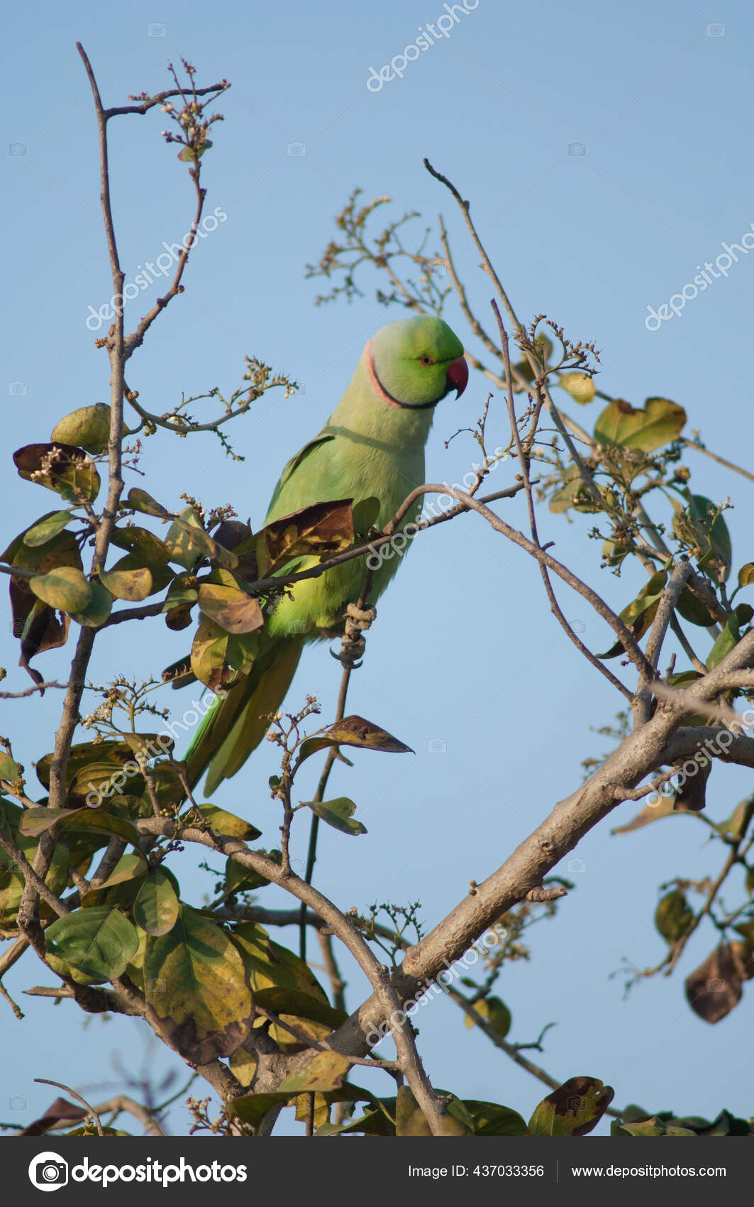 20 Type Of Green Parrots With Red Beaks In The World -