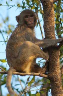 Ağaçtaki genç Rhesus Macaca Mulatta.