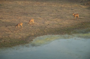 Keoladeo Gana Ulusal Parkı 'nda Sambar Cervus unicolor.