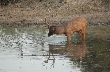 Sambar geyiği Cervus unicolor bir gölde besleniyor.