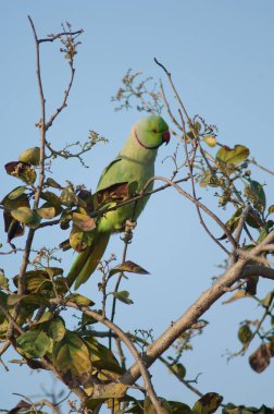 Male rose-ringed parakeet Psittacula krameri on a tree. clipart