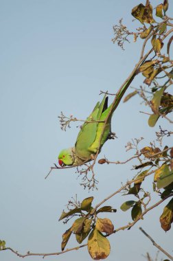 Erkek gül halkalı papağan. Psittacula krameri ağaçta yemek yiyor..