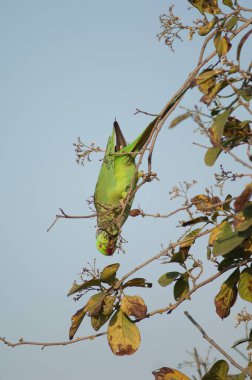 Erkek gül halkalı papağan. Psittacula krameri ağaçta yemek yiyor..