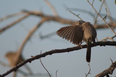 Orman gevezesi Turdoides Striatus bir dala atlıyor.