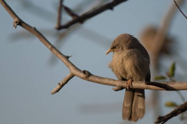 Orman gevezesi Turdoides bir dala tünedi.