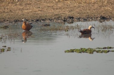 Ruddy Shelduck Tadorna ferruginea 'yı bir lagünün içinde.