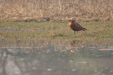 Ruddy shelduck Tadorna ferruginea bir gölde.