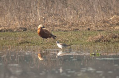 Ruddy shelduck Tadorna ferruginea bir gölde.