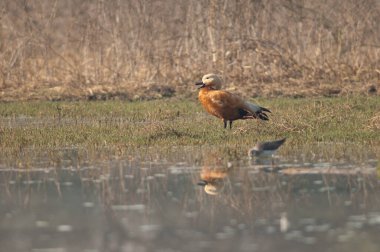 Ruddy shelduck Tadorna ferruginea lagün çağırıyor.
