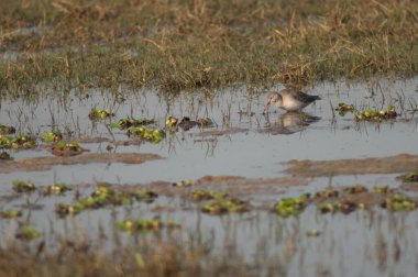 Görüldü Redshank Tringa eritropus bir gölde besleniyor.
