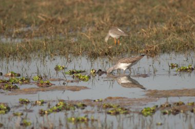 Yiyecek arayan yaygın yeşil benekli Tringa nebularia.