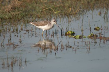 Bir göldeki yaygın yeşil bant Tringa nebularia.