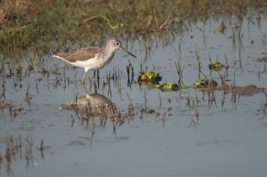 Bir göldeki yaygın yeşil bant Tringa nebularia.