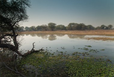 Bharatpur 'daki Keoladeo Gana Ulusal Parkı' nda bir göl..
