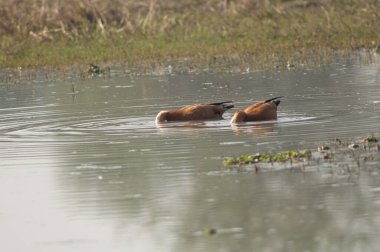 Bir çift kabuklu ördek Tadorna ferruginea.