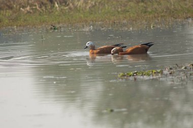 Bir çift kabuklu ördek Tadorna ferruginea.