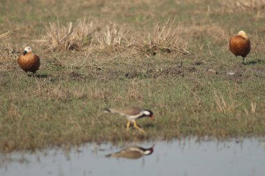 Bir lagünün yanında bir çift kabuklu ördek..