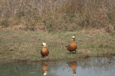 Bir lagünün yanında bir çift kabuklu ördek..