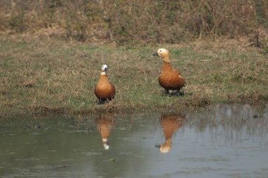 Bir lagünün yanında bir çift kabuklu ördek..