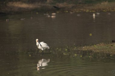 Avrasya kaşık faturası Platalea lökositi bir gölde dinleniyor.