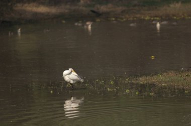 Avrasya kaşık faturası Platalea lökositesi bir gölde kabarıyor.
