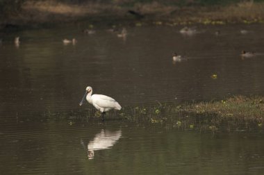 Avrasya kaşık faturası Platalea lökositi bir gölde dinleniyor.