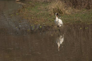 Avrasya kaşık faturası Platalea lucorodia Bir lagün çağırıyor.