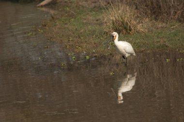 Avrasya kaşık faturası Platalea lucorodia Bir lagün çağırıyor.