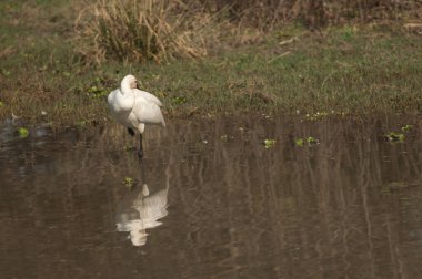 Avrasya kaşık faturası Platalea lökositi bir gölde dinleniyor.