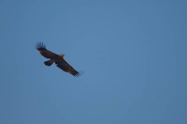 Bozkır kartalının alt görünüşü Aquila nipalensis.