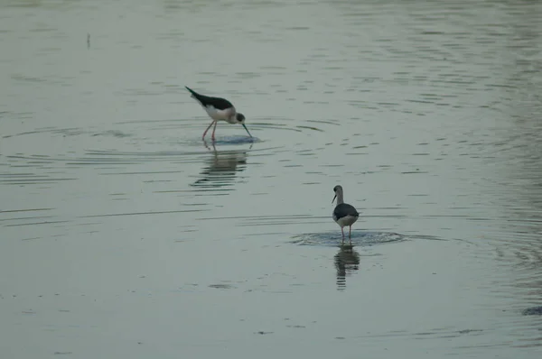 Sutilhas de asas pretas Himantopus himantopus alimentando-se em uma lagoa. — Fotografia de Stock