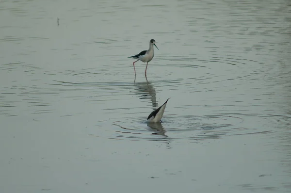 Sutilhas de asas pretas Himantopus himantopus alimentando-se em uma lagoa. — Fotografia de Stock