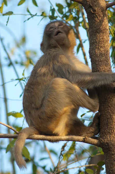 Jeune macaque rhésus Macaca mulatta sur un arbre. — Photo