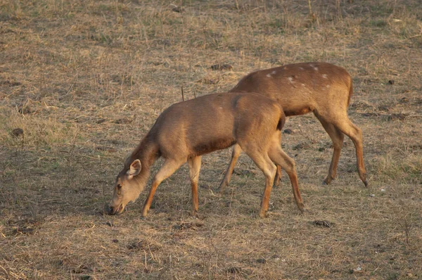 Males sambar Cervus unicolor grazing in a meadow. — Stock Photo, Image