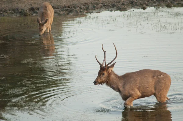 Para sambar Cervus jednokolorowe karmienie w lagunie. — Zdjęcie stockowe