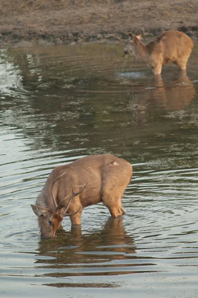 Пара сабарів Cervus одноколірного годування в лагуні . — стокове фото