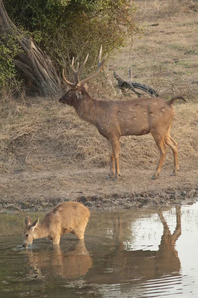 Para sambar Cervus unicolor w lagunie. — Zdjęcie stockowe