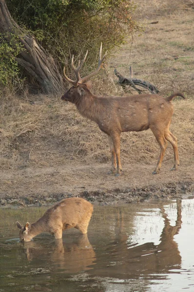 Par de sambar Cervus unicolor em uma lagoa. — Fotografia de Stock