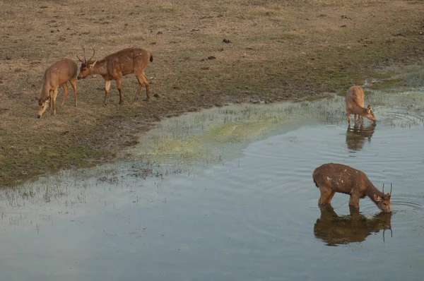 Manada de sambar Cervus unicolor em uma lagoa. — Fotografia de Stock