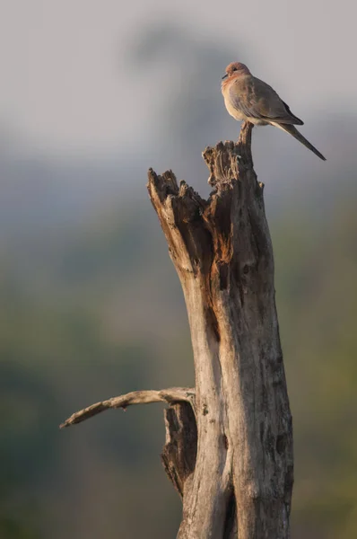 Smějící se holubice Streptopelia senegalensis odpočívá na suchém kmeni stromu. — Stock fotografie