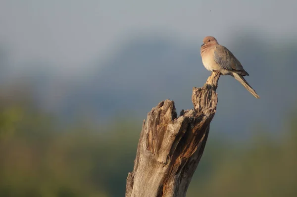 Smějící se holubice Streptopelia senegalensis odpočívá na suchém kmeni stromu. — Stock fotografie