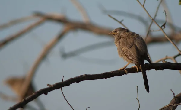 Jungle babbler Turdoides striatus bertengger di dahan. — Stok Foto